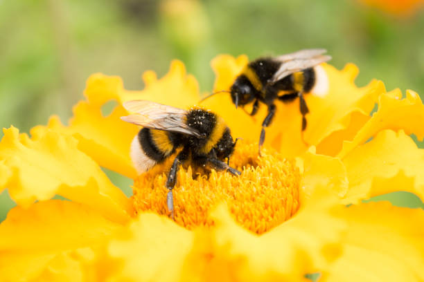 bumblebee on a yellow flower collects pollen, selective focus - pollination imagens e fotografias de stock