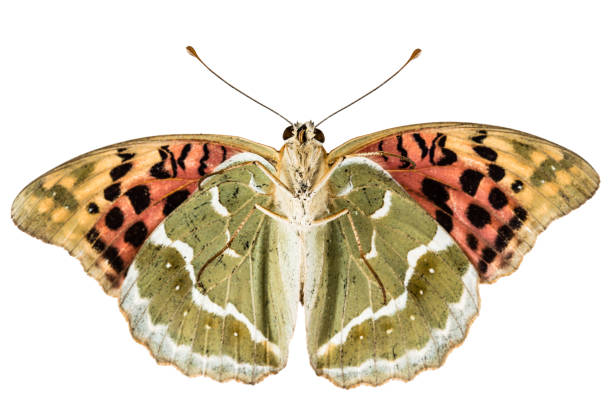 istock Butterfly Silver-Washed fritillary, lat. Argynnis paphia,  isolated on white background 840998466