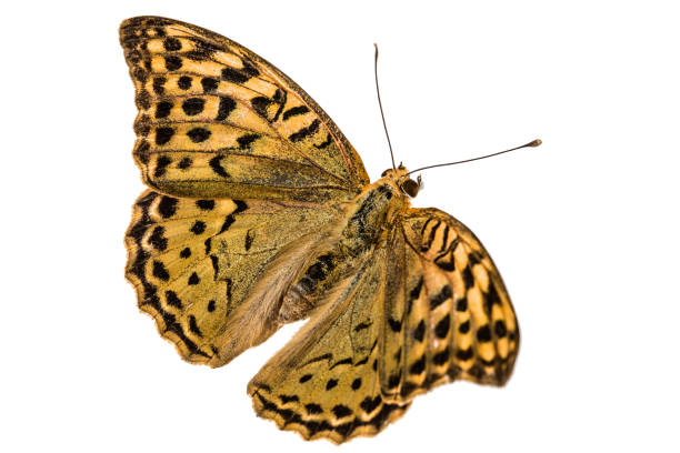 istock Butterfly Silver-Washed fritillary, lat. Argynnis paphia,  isolated on white background 840999950
