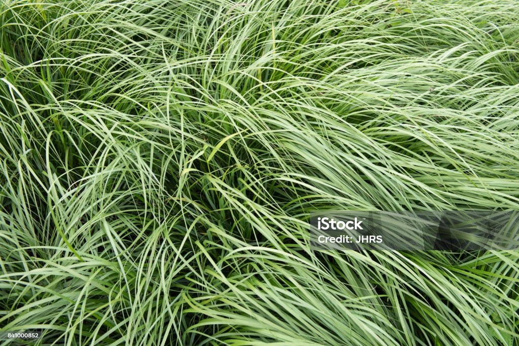 Césped se está moviendo en el viento - antecedentes - Foto de stock de Abstracto libre de derechos