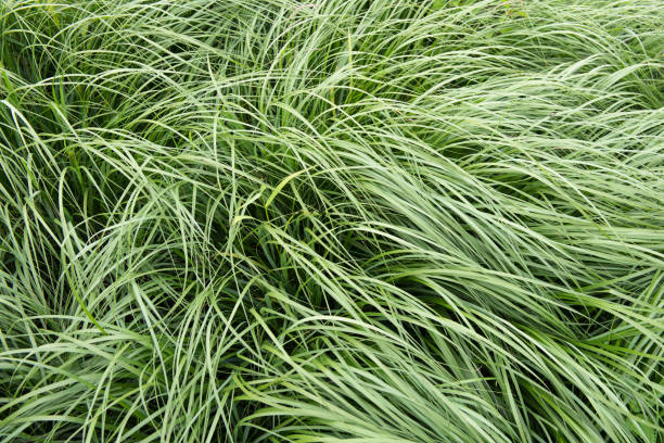 istock Grass is moving in the wind - abstract background 841000852