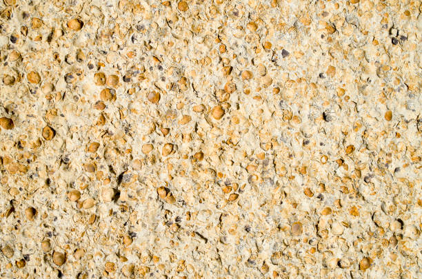 Sandstone with fossilized seashells on the beach closeup