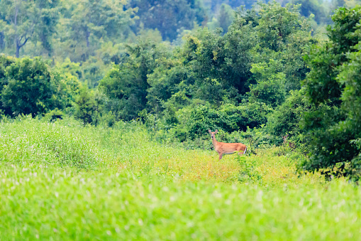 A White-tailed doe emerging from the woodland into an open field in Bald Knob National Wildlife Refuge.