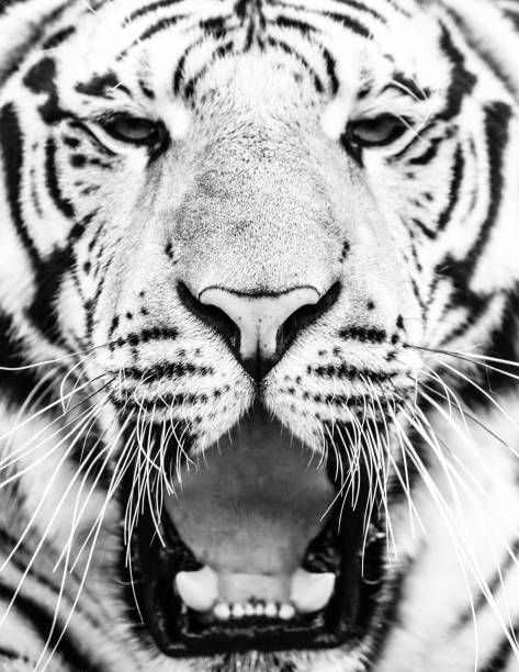 istock Young siberian tiger portrait with open mouth and sharp teeth 841002332