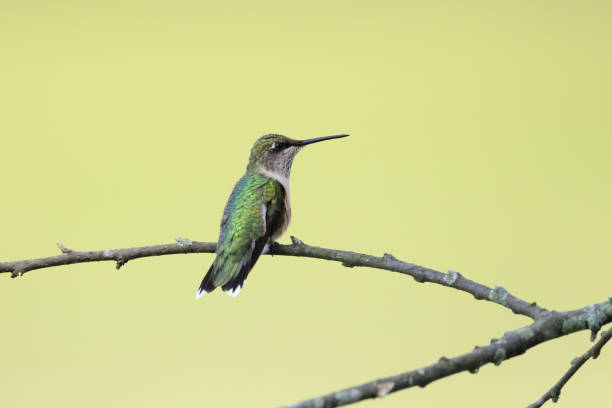 hembra colibrí garganta de rubí encaramada en una rama mirando recto. - 2844 fotografías e imágenes de stock