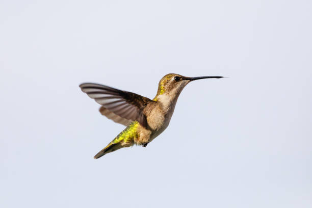 hembra colibrí garganta de rubí al pasar junto a la fuente de alimento con su pico cerrado y sacar la lengua. - 2844 fotografías e imágenes de stock