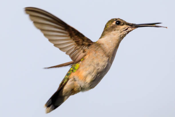 hembra colibrí garganta de rubí al pasar junto a la fuente de alimento con su pico lleno de néctar. - 2844 fotografías e imágenes de stock