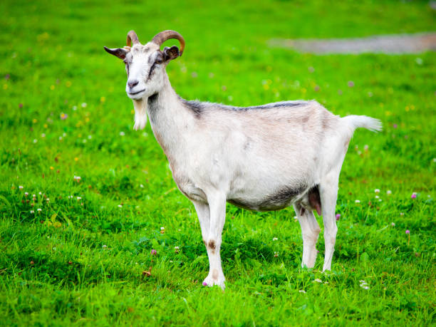 istock White goat standing in the green grass 841008846