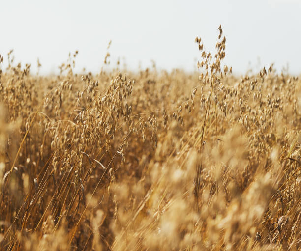 Oat Crop Field of oats ready for harvest. oat crop stock pictures, royalty-free photos & images