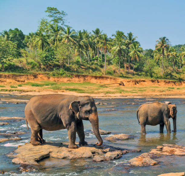 istock family Asia Elephant bath in river Ceylon, Pinnawala 841010278
