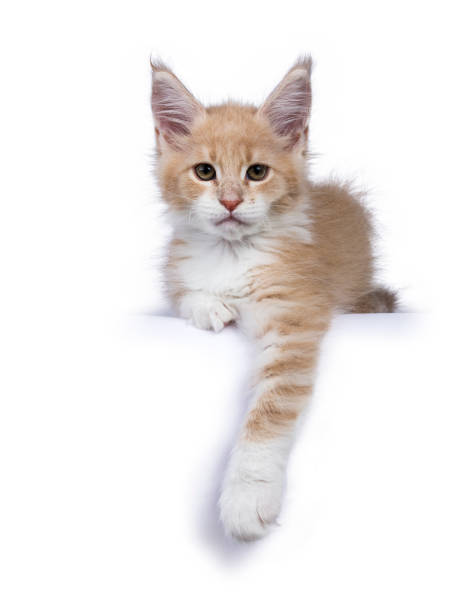 istock Creme and white Maine Coon cat kitten lying isolated on white 841012906