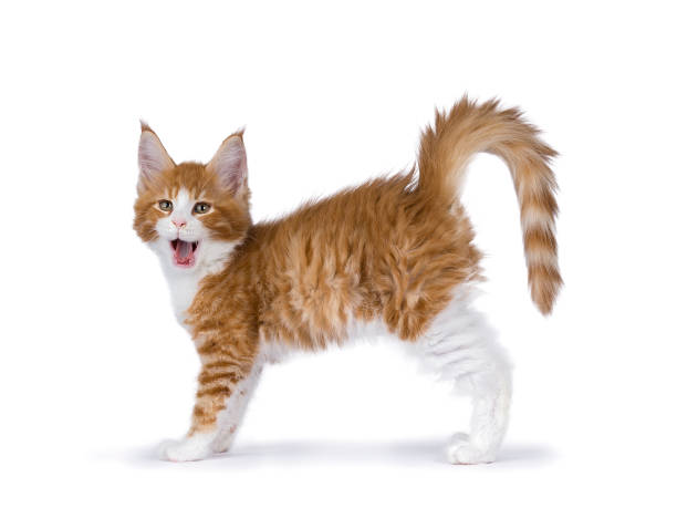 istock Yawning red and white maine coon kitten standing yawning isolated on white 841015190