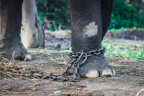 istock Chained elephant at the Chitwan National Park, Nepal 841018746