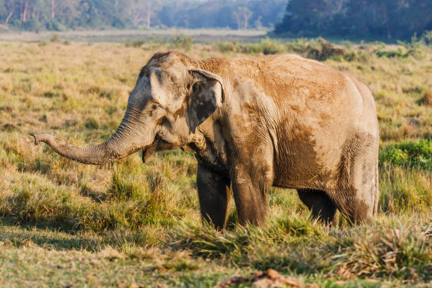 Elephant at the Chitwan National Park, Nepal Elephant at the elephant farm, Chitwan National Park, Nepal chitwan national park photos stock pictures, royalty-free photos & images