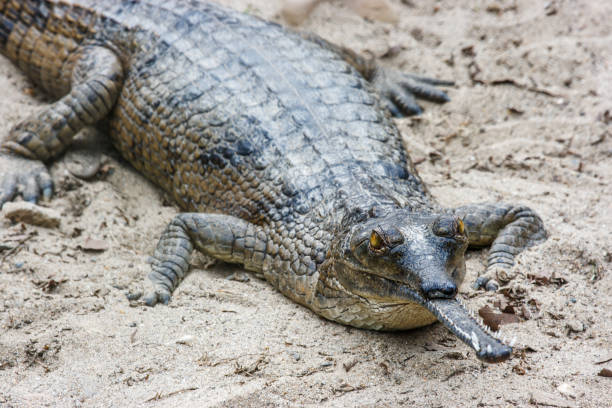 istock Gharial crocodile at the Chitwan National Park, Nepal 841018860