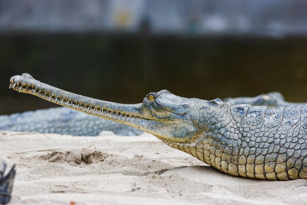 istock Gharial crocodile at the Chitwan National Park, Nepal 841018880