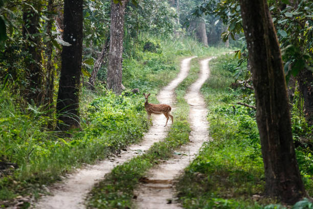 istock Deer at the Chitwan National Park, Nepal 841018918