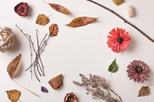 istock Creative arrangement of dry plants with empty space 841019064