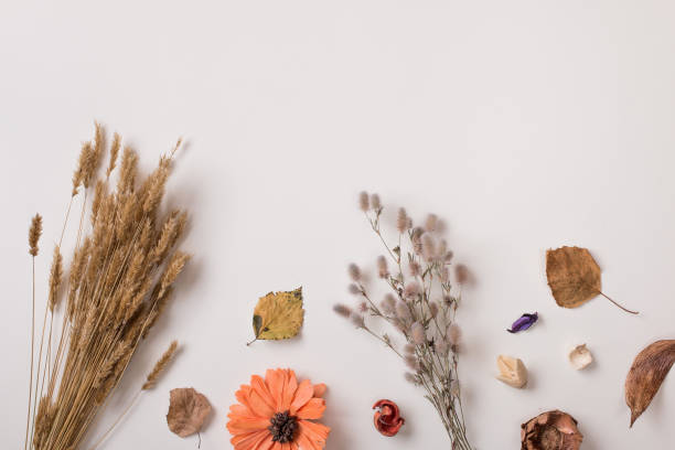 istock Dry autumn plants with space from top 841019066