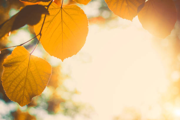 istock Autumn leaves on glowing blurry background 841019402
