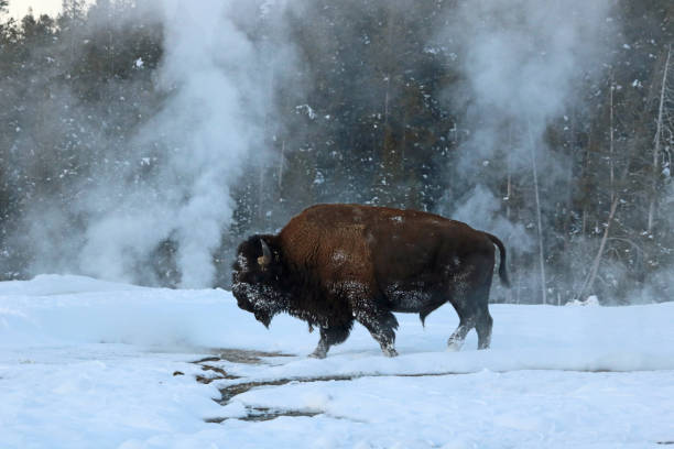 istock Yellowstone National Park in Winter 841019656