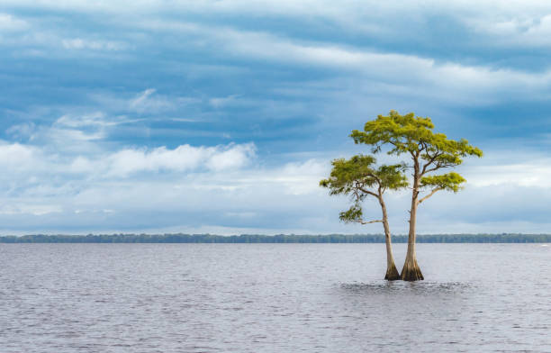 istock Cypress Tree in Blue Cypress Lake, Yeehaw Junction, Florida 841019830