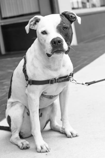 istock Rescued American Bulldog  going for a walk 841019910