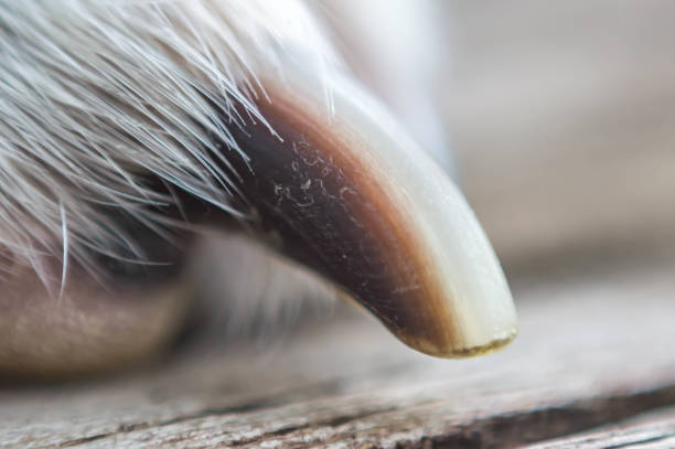 istock Dogs nail close up 841020142