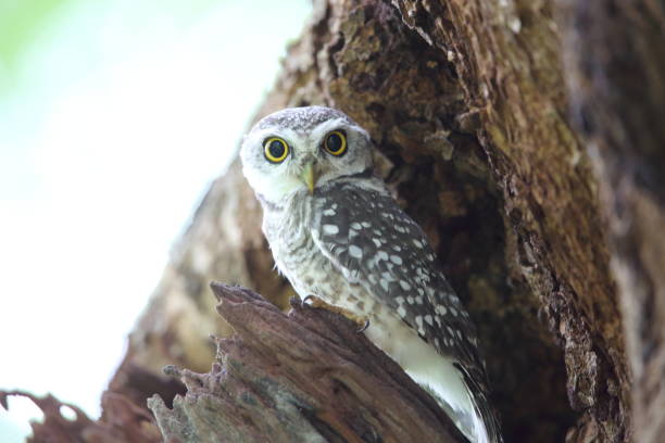 istock Spotted owlet (Athene brama) in Khao Yai National Park, Thailand 841025816