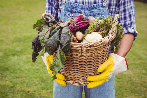 istock Man holding a basket of freshly harvested vegetables 841030464