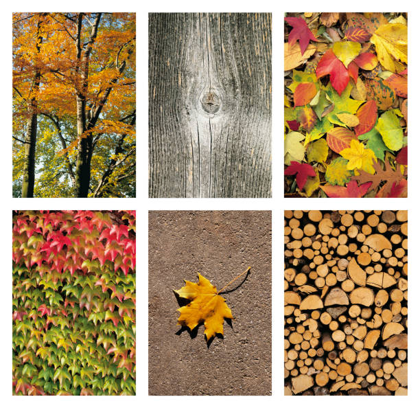 istock Autmn seasonal backgrounds 841030980