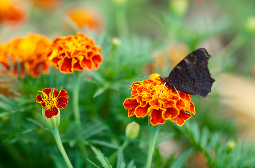 Red Admiral Butterfly,Vanessa atalanta,on a meadow. Peacock butterfly on marigold flower at summertime.Natural background of Marigold and Tagetes flowers in the meadow, selective focus.Beautiful summer garden in bloom