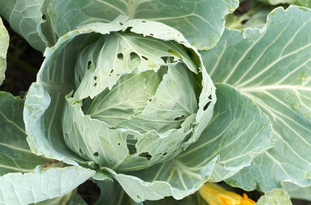 Young cabbage heads.Closeup fresh green cabbage in vegetable gar Cabbage green head in a field on a farm.Green collard growing in the garden. cabbage coral photos stock pictures, royalty-free photos & images