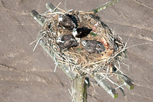 istock Aerial photograph of Nesting Osprey 841040922