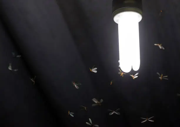 Photo of Many flying termites / moths close surrounding to a lit white light bulb on a home's roof