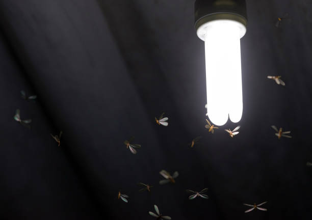 many flying termites / moths close surrounding to a lit white light bulb on a home's roof - colony swarm of insects pest animal imagens e fotografias de stock