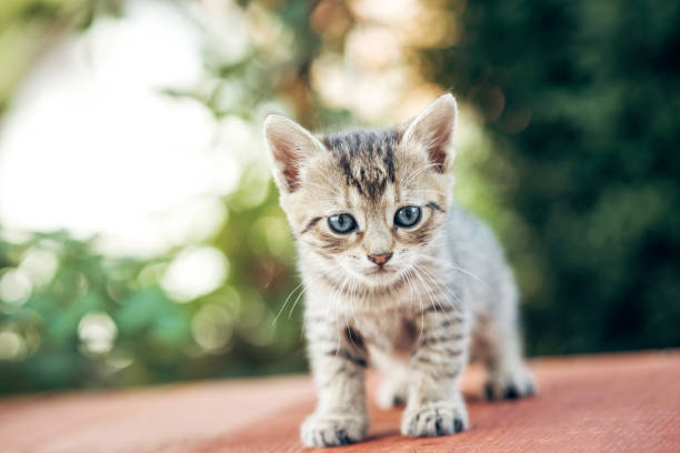 istock Baby kitten playing in garden 841045932