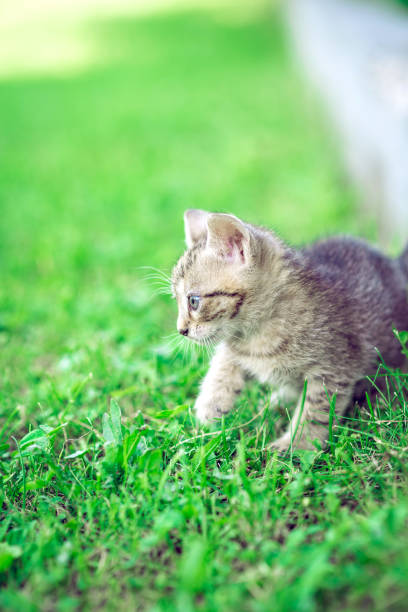 istock Baby kitten playing in garden 841046104