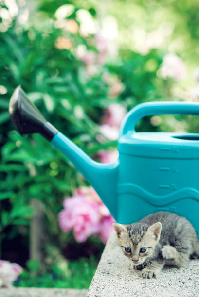 istock Baby kitten playing in garden 841046142