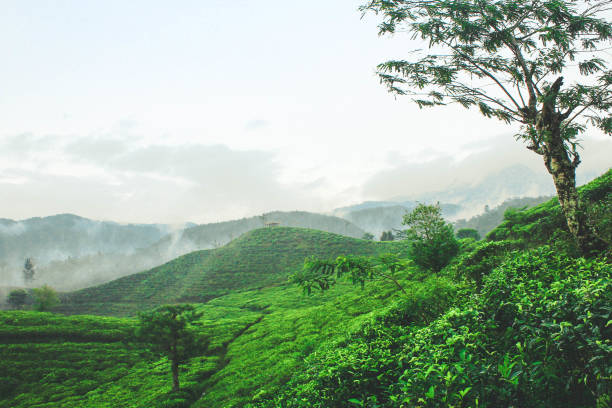istock Foggy Tea Garden 841046672