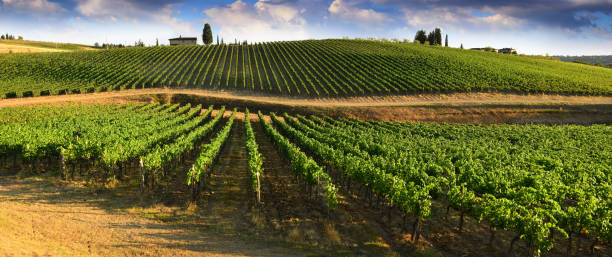 Beautiful landscape of Vineyards in Tuscany. Chianti region in summer season. Italy. stock photo
