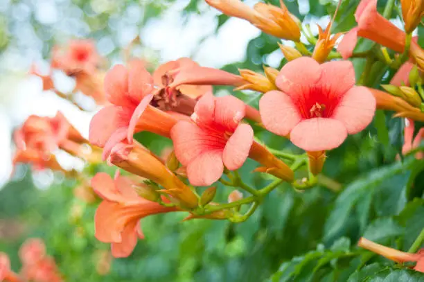 Beautiful red flowers of the trumpet vine or trumpet creeper (Campsis radicans)