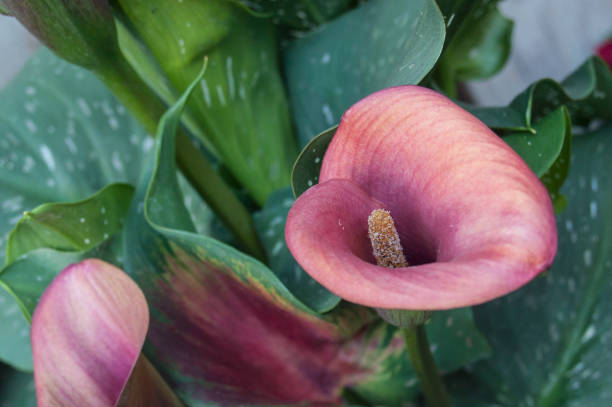 istock pink calla or arum lilies 841049004