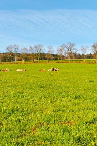 istock Animal husbandry in Switzerland 841049542