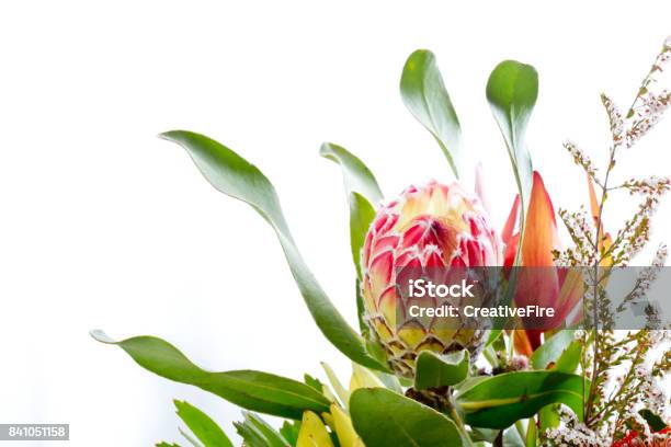 Photo libre de droit de Fleur De Protea Rose Et Jaune Sur Fond Blanc Avec Espace De Copie banque d'images et plus d'images libres de droit de Arbre en fleurs