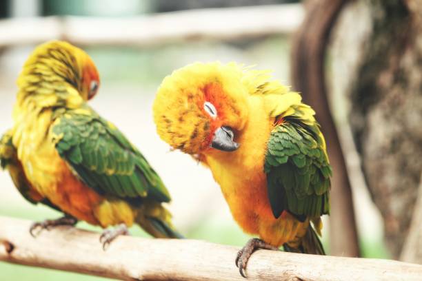 istock Couple of parrots 841053328