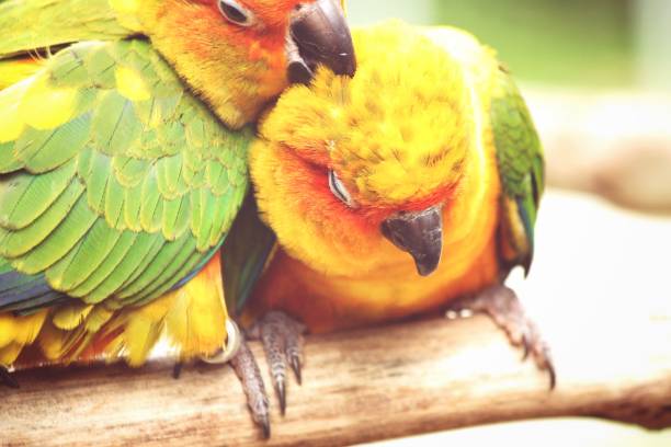 istock Couple of parrots 841053488