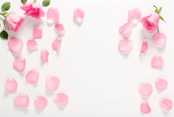 istock Roses and leaves top view 841053900