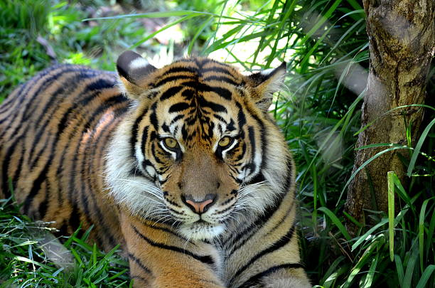 sumatra tiger stare - sumatratiger bildbanksfoton och bilder