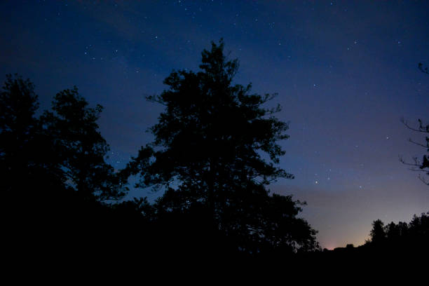 Photo of Tree Silhouette and Night Sky